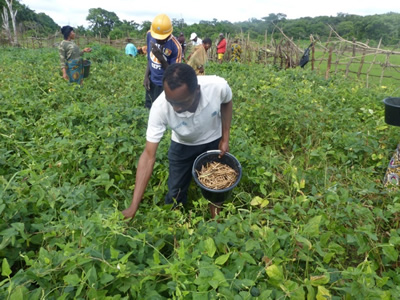 An agriculture extension worker picks cowpeas from the dry season crop.