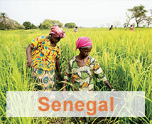 Two women harvest grain in a field in Senegal.