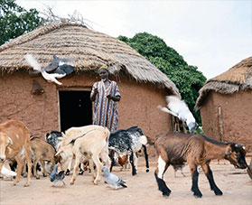 A man watches his goats wander by outside his home.