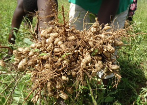 A farmer holding groundnuts
