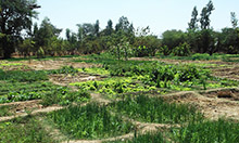 A farmer's field in Mali