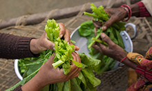 Close up image of people's hands preparing greens.