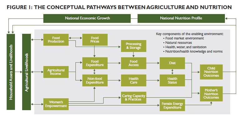  The Conceptual Pathways Between Agriculture and Nutrition