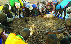 Photo of a group of men and women sorting through a harvest of nuts.