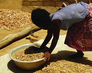 Photo of a woman sorting a large bowl of ground nuts.
