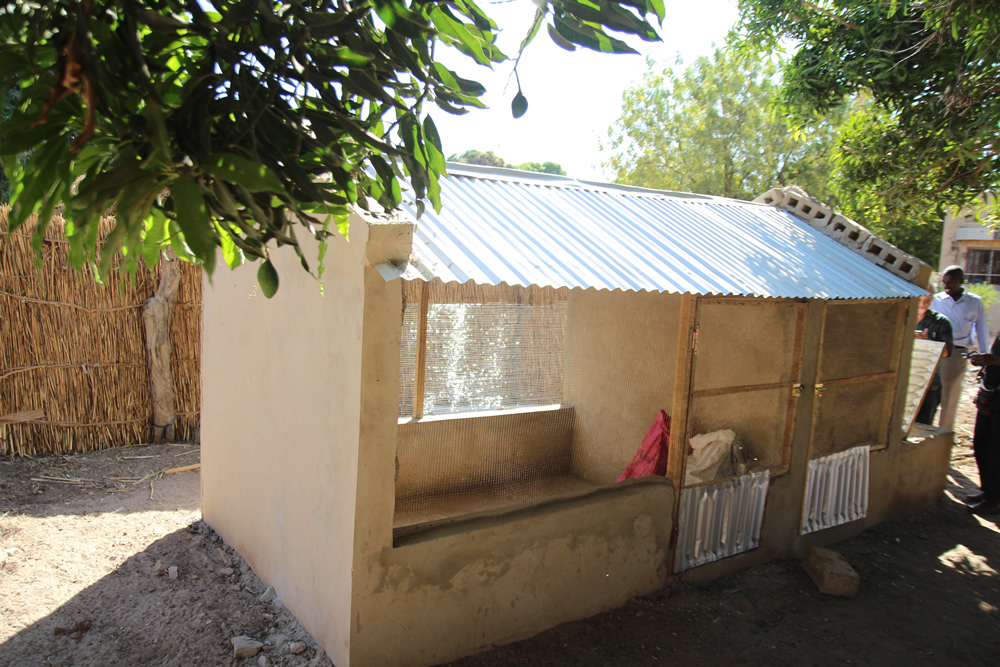 The chicken coop in Nioro Allasane Tall village was constructed according to SPRING/Senegal standards, using community-raised funds, as part of its improved village-level poultry rearing workshop.