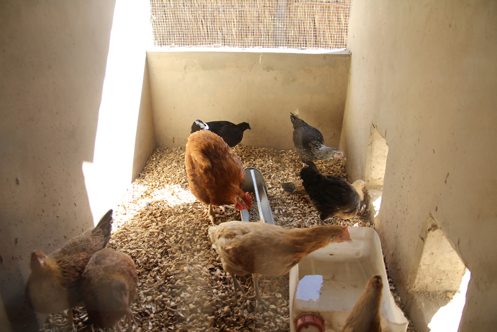 Chickens feed in their coop. Groundnut shells make for inexpensive, readily available ground material.