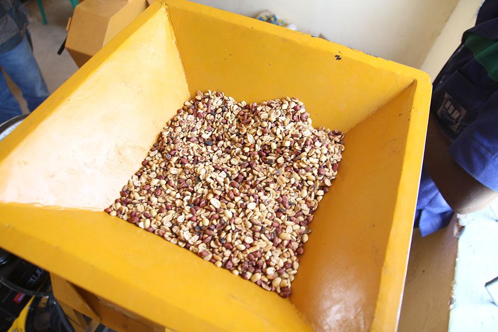 Groundnuts (peanuts) are loaded into the crusher section of the 3-in-1 processor to be blended into peanut butter.