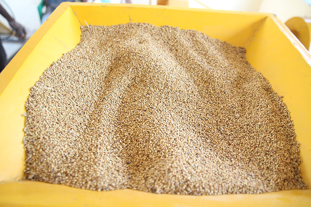 Bio-fortified millet is loaded into the processor for shelling.