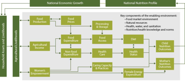Figure 13. Conceptual Pathways between Agriculture and Nutrition