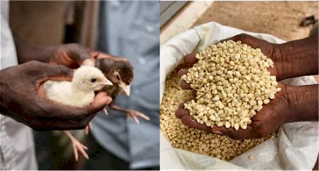 Photo on the left is a closeup of hands holding chicks, and on the right is a photo of hands holding maize.