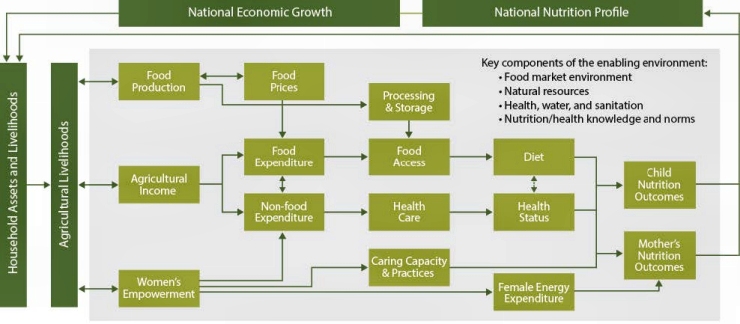 Figure 3. SPRING’s Conceptual Pathways between Nutrition and Agriculture