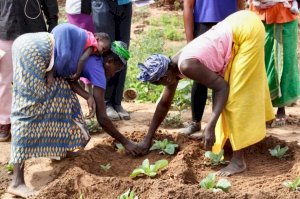 Photo of two women, one with a baby on her back, working on their sweet potato crop.