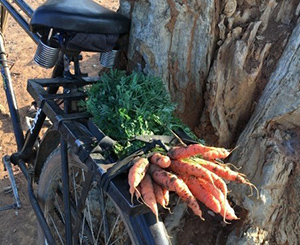 Photo of a bunch of carrots tied to the back of a bicycle. 