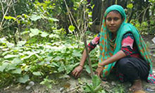 Farmer nutrition school member Nilufa tends to her orange-fleshed sweet potato crop.