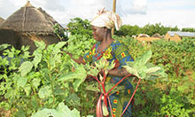 A woman picks okra in her field.