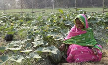 Mothers Becoming Homestead Farmers in Bangladesh