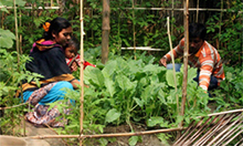 Mehdi Hasan Sattar helps his wife in the homestead garden, where the family grows nutritious vegetables. Photo credit: SPRING/Bangladesh