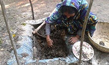 Sefali Begum prepares the vermicomposting bed for her successful homestead garden in Barisal, Bangladesh.