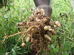 A farmer's hand holding a bunch of just-pulled groundnuts.