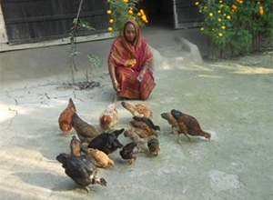 Photo of a woman feeding chickens