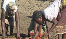 Two women harvesting groundnuts in Ghana.