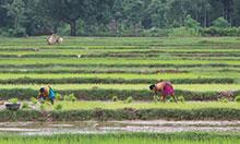 A long distance shot of a rice field. We can see three people tending the field.