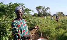 Photo of a woman farming