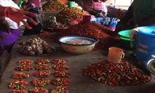 A group of people at a table sort through different chili peppers.