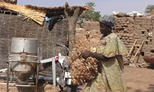 Photo of a woman carrying a bushel of hay across a yard with a stone wall in the background. 