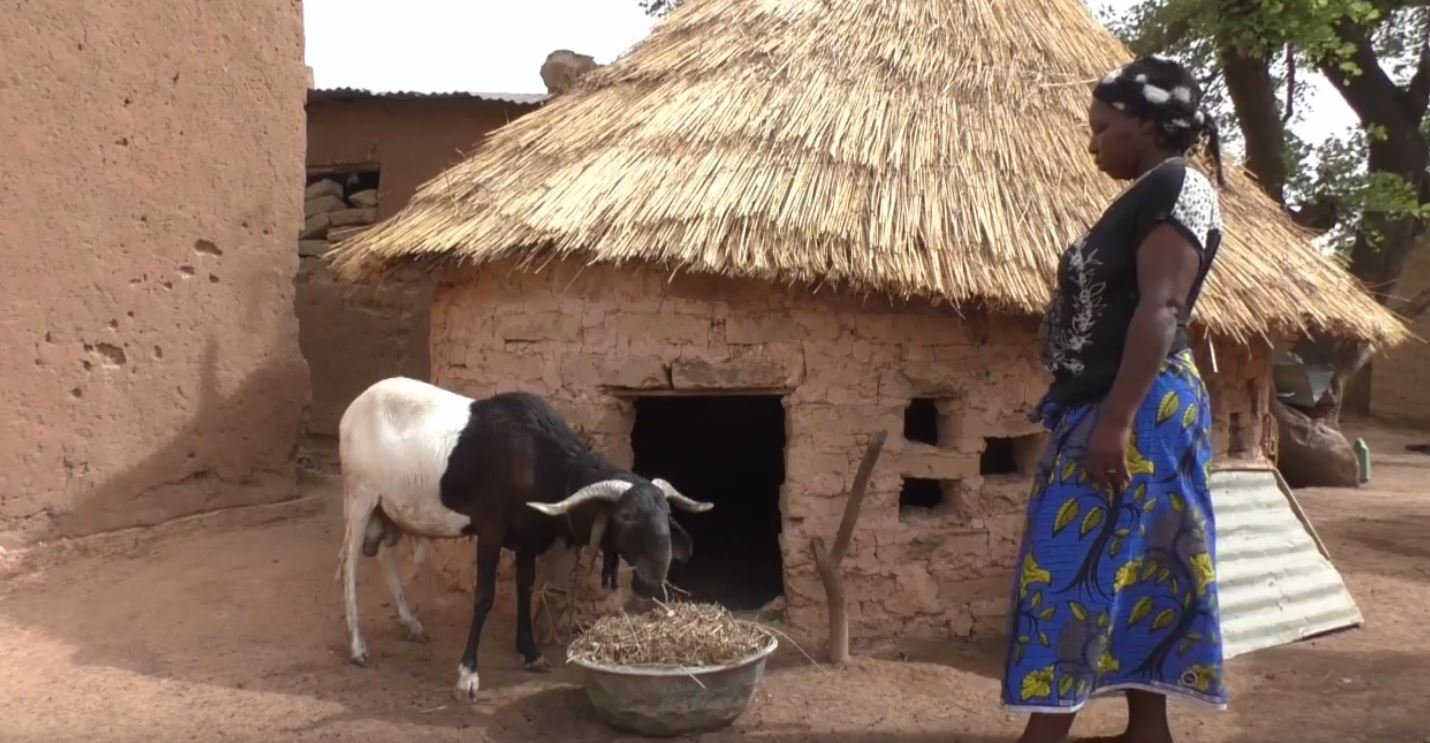 Photo of a woman standing in front of a thatched roof home, feeding livestock. 