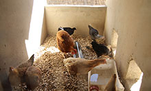 Chickens feeding in their coop.
