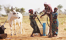 Photo of three women smiling as they work a pump to fill a tub with water, a white bull stands to the left.
