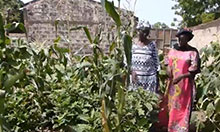 Two women in bright dress talk and walk through one of the women's garden. It is green and lush and the plants stand taller than the women.