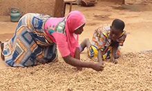 A woman and boy kneel over a tarp spread with groundnuts and pick the bad nuts from the good.